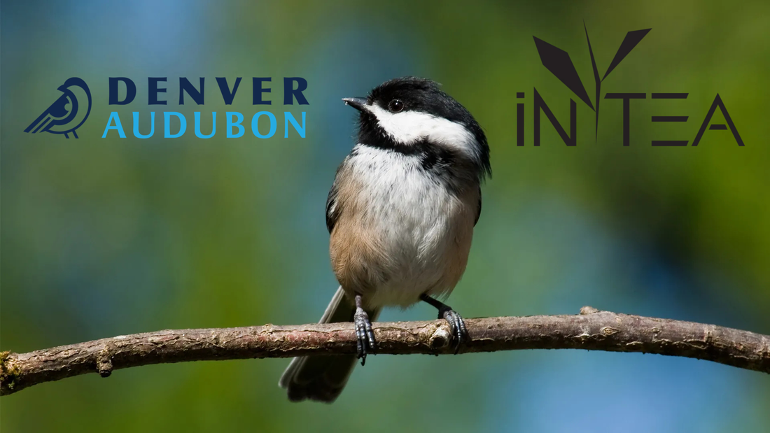 Birding with the Denver Audubon